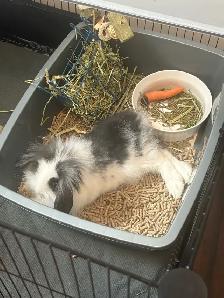 lop and lionhead rabbit - Photo 4