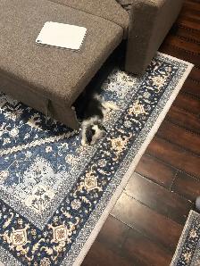 lop and lionhead rabbit - Photo 5