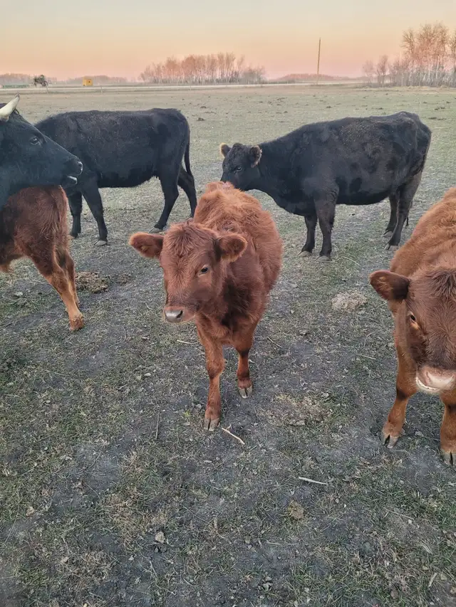 Dexter cattle for sale