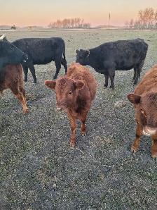 Dexter cattle for sale
