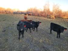 Dexter cattle for sale - Photo 2