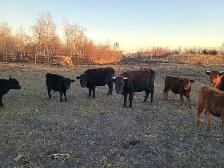 Dexter cattle for sale - Photo 3