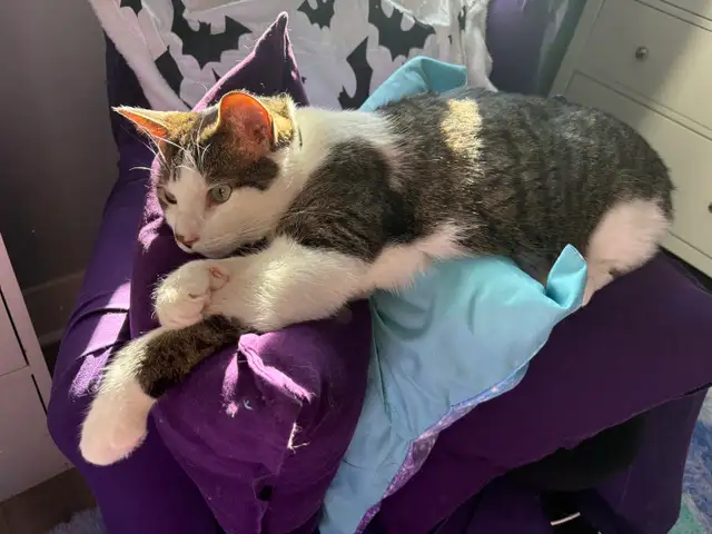 Male 3yo fixed cat