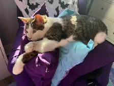 Male 3yo fixed cat