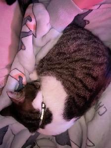 Male 3yo fixed cat - Photo 2