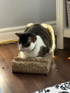 Male 3yo fixed cat - Photo 4