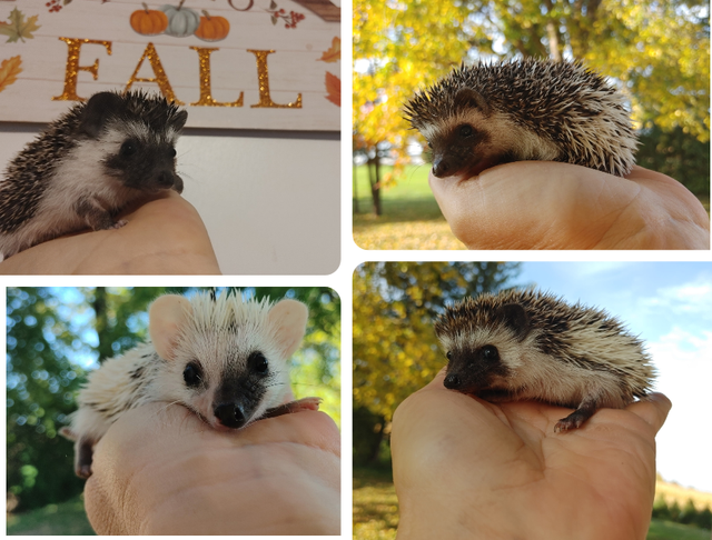 Split faced reverse Pinto or dark masked baby boy hedgehogs!