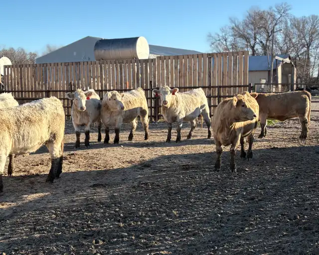 Charolais AI Bred Heifers