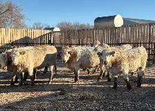 Charolais AI Bred Heifers - Photo 2