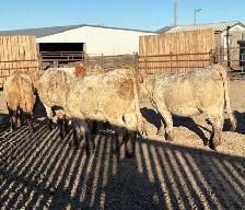 Charolais AI Bred Heifers - Photo 3