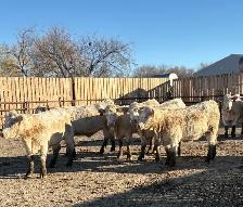 Charolais AI Bred Heifers - Photo 4