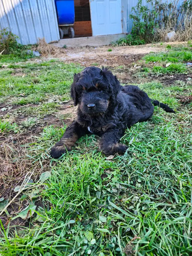 chiots bernedoodle