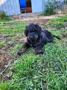 chiots bernedoodle