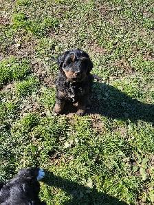 chiots bernedoodle - Photo 2