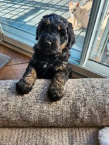 chiots bernedoodle - Photo 3