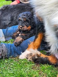 chiots bernedoodle - Photo 4