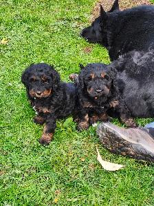 chiots bernedoodle - Photo 5