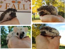 Split faced reverse Pinto or dark masked baby boy hedgehogs!!