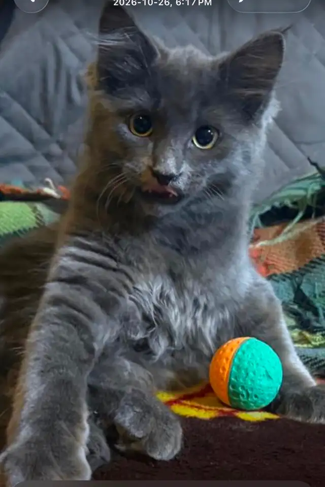 Beautiful kittens