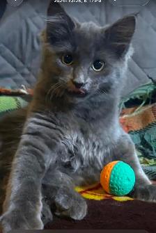 Beautiful kittens
