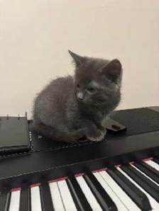 Beautiful kittens - Photo 2