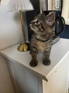 Beautiful kittens - Photo 3