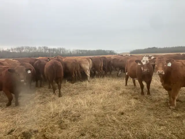 Bred Cows