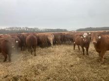 Bred Cows