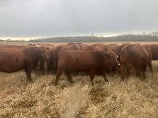 Bred Cows - Photo 2