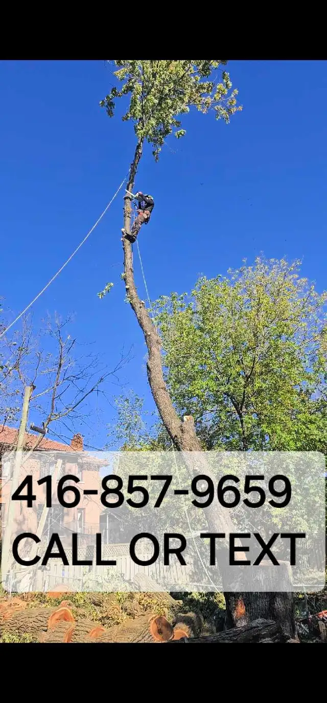 Tree ✂️ call or text us # on PICTURE