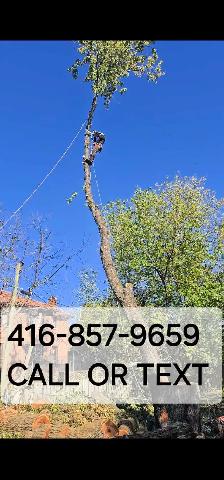 Tree ✂️ call or text us # on PICTURE