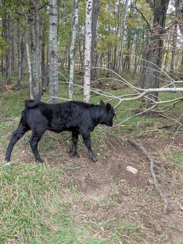 Dexter/Jersey Heifer