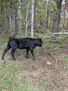 Dexter/Jersey Heifer