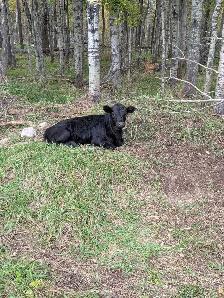Dexter/Jersey Heifer - Photo 2