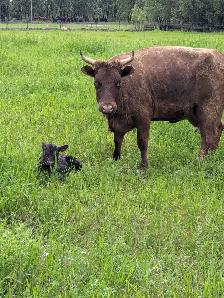 Dexter/Jersey Heifer - Photo 3