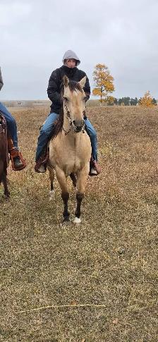 ranch gelding