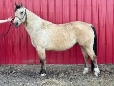 ranch gelding - Photo 2