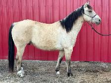 ranch gelding - Photo 3