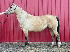 ranch gelding - Photo 4