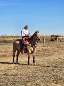 ranch gelding - Photo 5