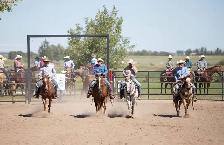 ranch gelding - Photo 7