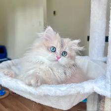 British Longhair & Shorthair kittens /Golden coat & blue eyes