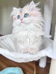 British Longhair & Shorthair kittens /Golden coat & blue eyes - Photo 3
