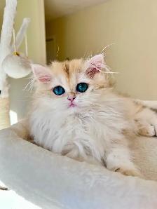 British Longhair & Shorthair kittens /Golden coat & blue eyes - Photo 4