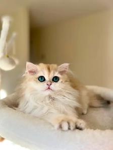 British Longhair & Shorthair kittens /Golden coat & blue eyes - Photo 6
