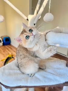 British Longhair & Shorthair kittens /Golden coat & blue eyes - Photo 7