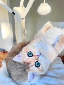 British Longhair & Shorthair kittens /Golden coat & blue eyes - Photo 8
