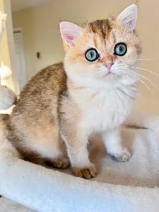 British Longhair & Shorthair kittens /Golden coat & blue eyes - Photo 9