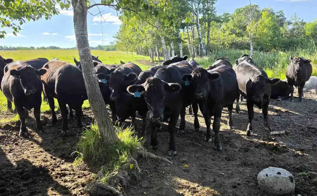 Bred Heifers