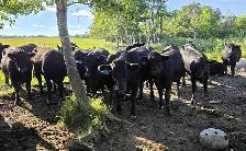 Bred Heifers